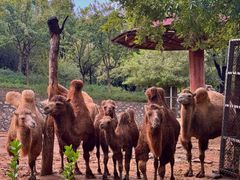 -石家庄市动物园