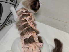 -纳吉亚猫专科动物诊疗中心(蒋宅口分院)