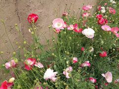 -叠溪松坪沟景区