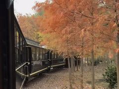 -合肥滨湖国家森林公园