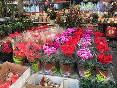 红色的花-曲阳花鸟市场(曲阳路店)