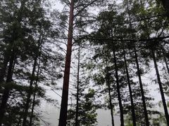 -峡谷浮石林景区