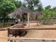 -北京野生动物园