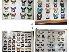 -上海昆虫博物馆