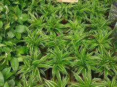 -秦美花卉(天朗·莱茵小城2期店)