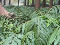 -上海共青森林公园