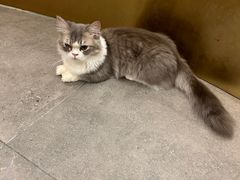 -飞行喵MR PILOT|猫舍·猫咖(静安大融城店)