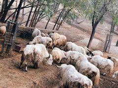 -石家庄市动物园