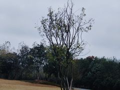 -盘龙城国家考古遗址公园