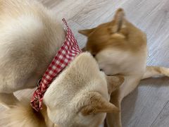 -柴迷FANS CLUB·柴犬狗咖·猫咖