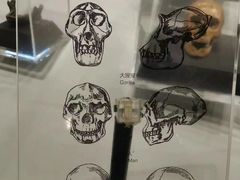 -北京周口店北京人遗址博物馆