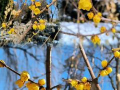 -莲池书院博物馆