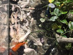 -正佳雨林生态植物园