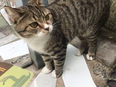 -喵屿·大理花园猫咖