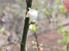 -广州市流溪河国家森林公园