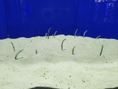 -上海海洋水族馆