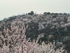 -白水寺森林公园