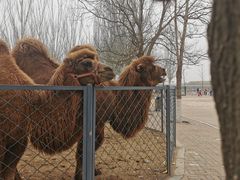 -长白岛森林公园