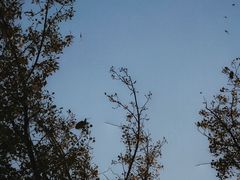 -三里屯东五街银杏大道