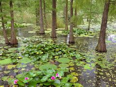 -池杉湖湿地公园