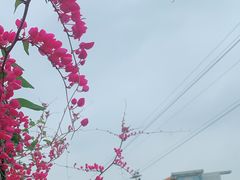 -百万葵园