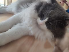 -楼上猫咖(罗湖店)