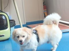 -创凡宠物医院·骨专科  猫科中心(西乡分院)