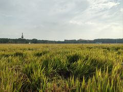 -阳澄湖半岛旅游度假区