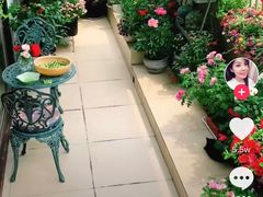 -曲阳花鸟市场(曲阳路店)