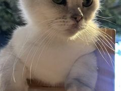 -猫猫幼稚园·撸猫·桌游·电玩