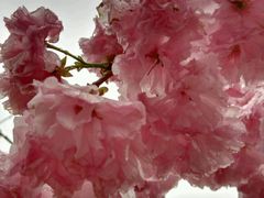 -天适樱花悠乐园