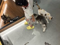 -琪喵猫屋·撸猫猫咖·猫舍