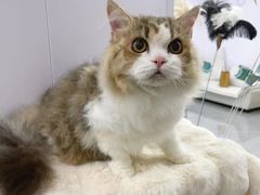 -爱洗澡的猫(望京店)