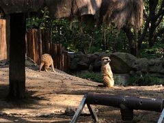 -上海野生动物园
