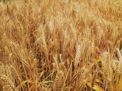 -中国天府农业博览园