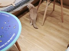 -滚猫咖啡·猫咖·猫友好撸猫(未来城店)