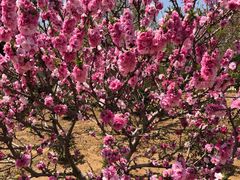 -莱阳濯村樱花园