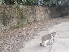 -放鹰台遗址