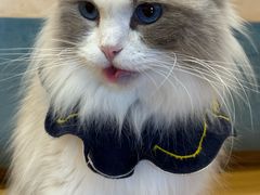 -滚猫咖啡·猫咖·猫友好撸猫(未来城店)