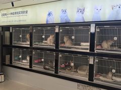 -翊宠yipet猫狗购宠庄园犬舍•猫舍