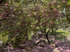 -石家庄市植物园