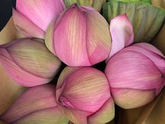 -双季花艺园艺市场(浦东店)