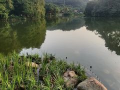 -深圳仙湖植物园
