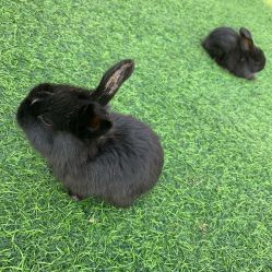 -萌宠亲子动物乐园(槐房万达店)