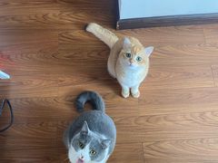 -lincat·猫舍(广州店)