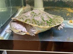-灵龟之家百象馆(百象馆联合旗舰店)