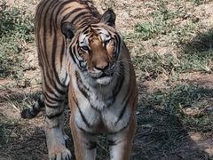 -泉州海丝野生动物世界