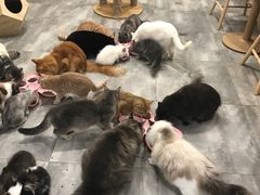 -楼上猫咖(罗湖店)