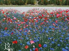 -花开海上生态园