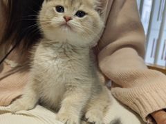 -东方名猫馆·英短金渐层布偶猫舍(环线广场1号楼店)